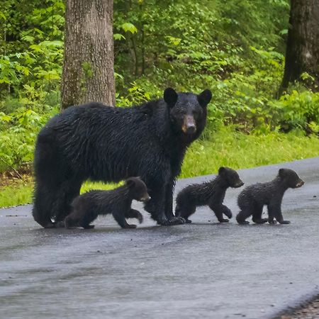 Bear Den, Hot Tub, 1089 Of Free Attraction Tickets For Each Paid Day, Dollywood And More! Sevierville Zewnętrze zdjęcie