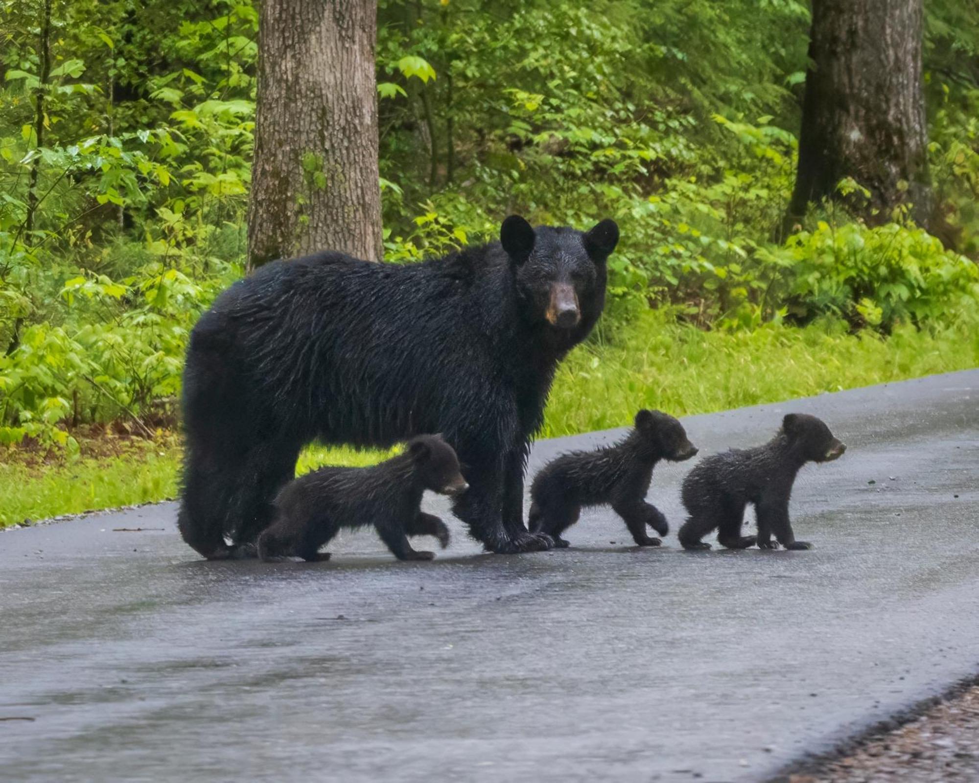 Bear Den, Hot Tub, 1089 Of Free Attraction Tickets For Each Paid Day, Dollywood And More! Sevierville Zewnętrze zdjęcie